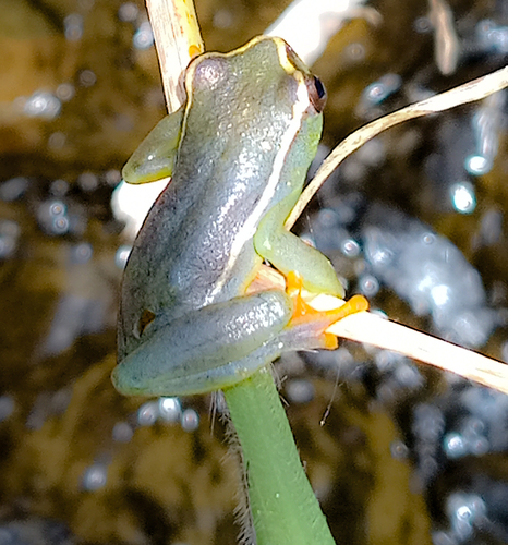 Variable Reed Frog