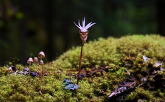 Calypso bulbosa speciosa