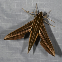 Xylophanes titana