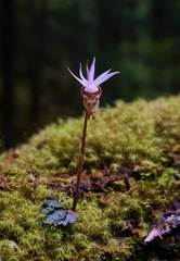 Calypso bulbosa speciosa