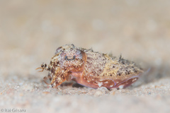 Sepia prashadi