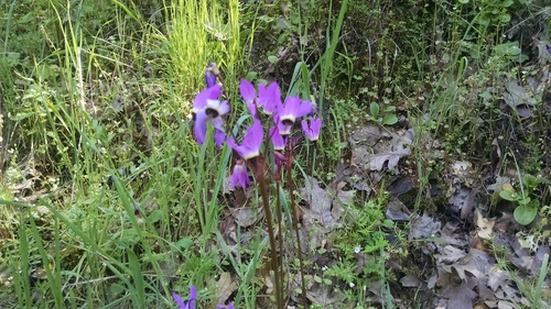 iNaturalist observation photo of Henderson's shooting star