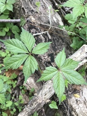 Parthenocissus quinquefolia