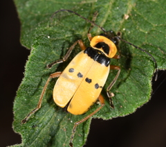 Chauliognathus missionum