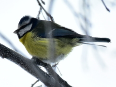 Cyanistes caeruleus