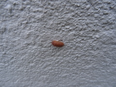 Armadillidium vulgare