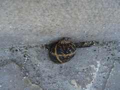 Cornu aspersum