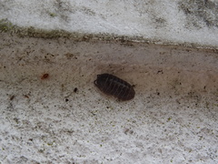 Armadillidium vulgare