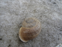 Otala lactea