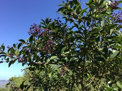 Miconia ligustroides