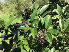 Miconia ligustroides