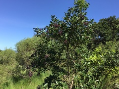 Miconia ligustroides