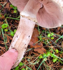 Agaricus buckmacadooi