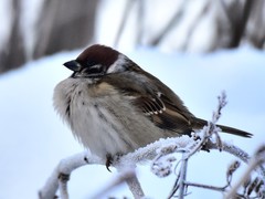 Passer montanus