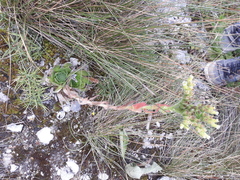 Sempervivum heuffelii