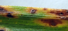 Puccinia unciniarum