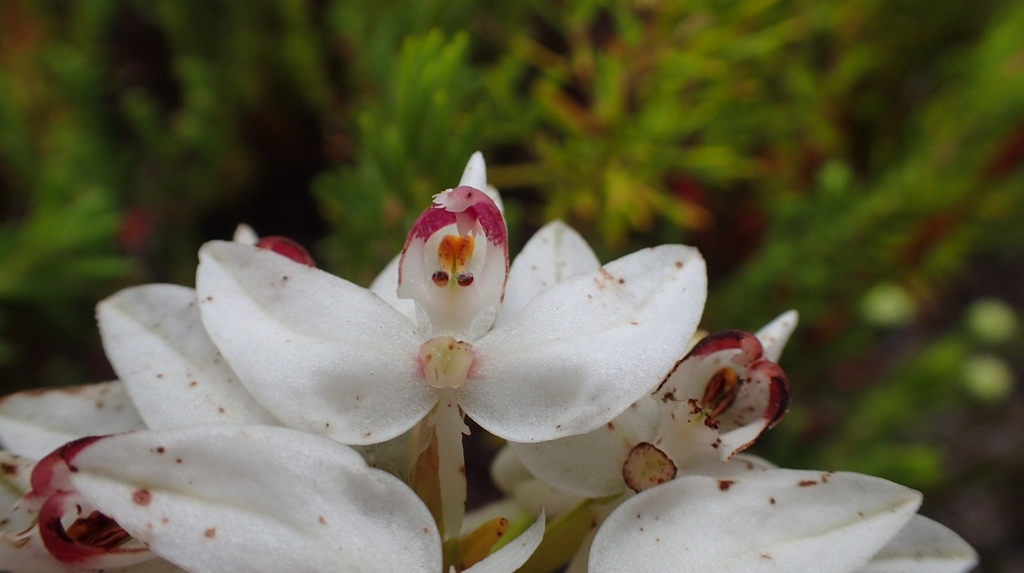 Disa bivalvata