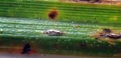 Puccinia unciniarum