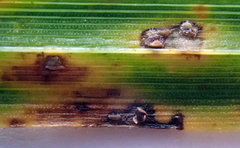 Puccinia unciniarum