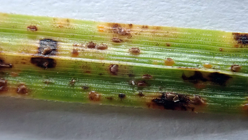 Puccinia unciniarum