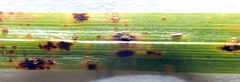 Puccinia unciniarum
