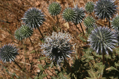 Echinops spinosissimus