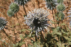 Echinops spinosissimus