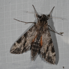 Erinnyis oenotrus