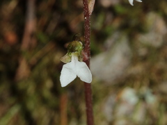 Odontochilus yakushimensis