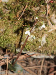Odontochilus yakushimensis