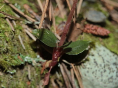 Odontochilus yakushimensis