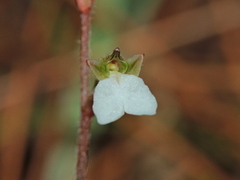 Odontochilus yakushimensis