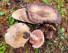 Agaricus buckmacadooi