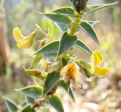 Aspalathus alpestris