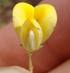 Aspalathus alpestris