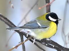 Parus major