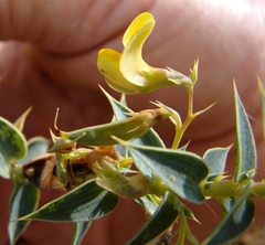 Aspalathus alpestris