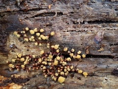 Mycetozoa