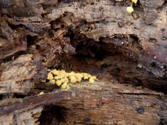 Mycetozoa