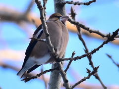 Coccothraustes coccothraustes