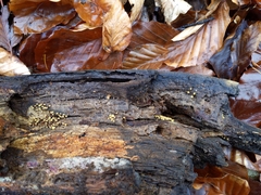 Mycetozoa