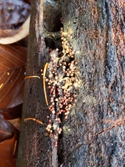 Mycetozoa