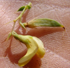 Aspalathus alpestris