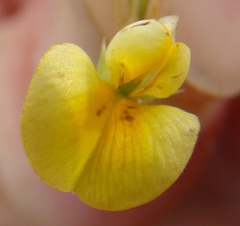 Aspalathus alpestris