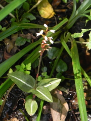 Zeuxine integrilabella