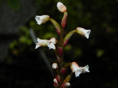 Zeuxine integrilabella