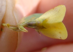 Aspalathus alpestris