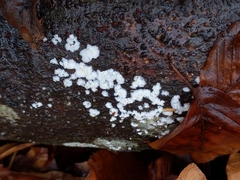 Fungi