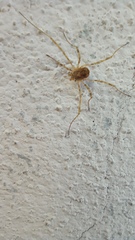 Dasylobus