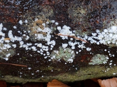 Fungi